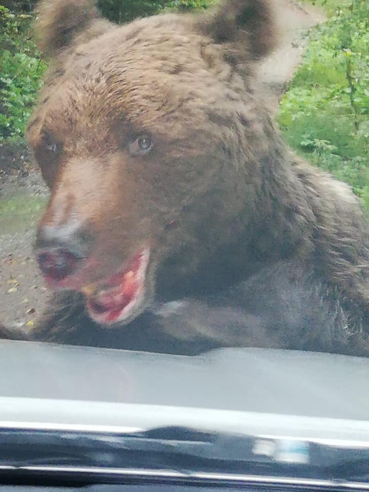 Alertă în Bușteni! Un urs agresiv a atacat un grup de oameni și s-a repezit să muște dintr-o mașină! – VIDEO