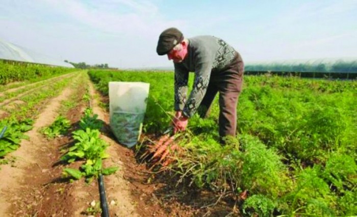 40% din fermele din România, gospodăriile bunicilor