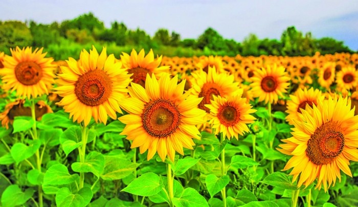 Adio ulei românesc! UE nu ne mai lasă să cultivăm floarea soarelui