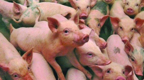 Războiul cărnii de porc. Fermierii români, falimentați de supermarketuri