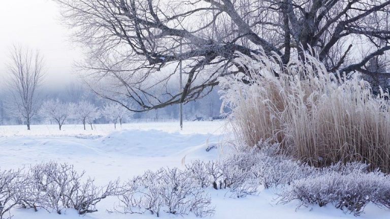 Meteo, 19 ianuarie. Încă o zi cu vreme foarte rece