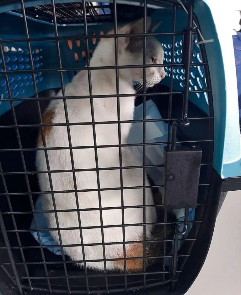 „Narcogato”. Pisică purtătoare de droguri, capturată lângă o închisoare din Panama