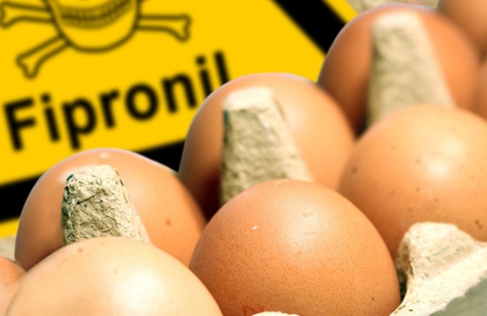 Ouă contaminate cu Fipronil: procesul unui scandal răsunător a început în Belgia