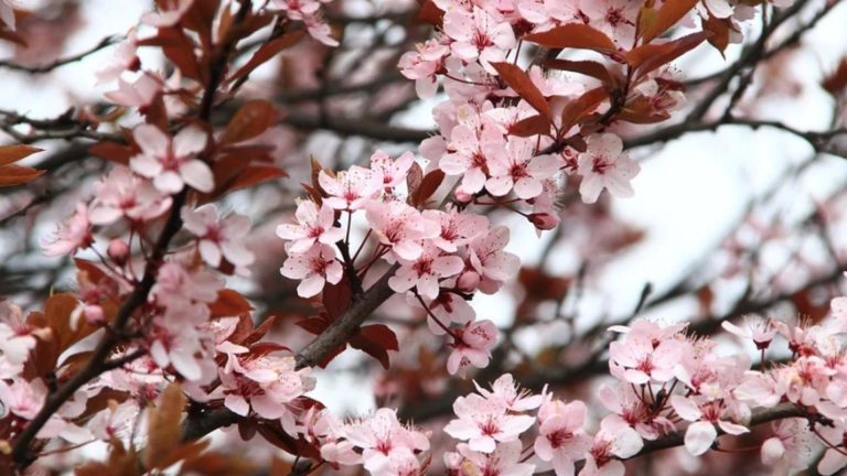 Vremea, 22 aprilie. Temperaturi plăcute, dar și ploi în unele zone