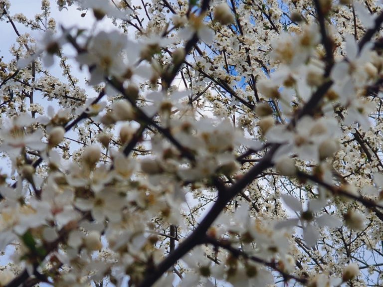 Vremea, 21 aprilie. Până la cât ajung temperaturile în Capitală