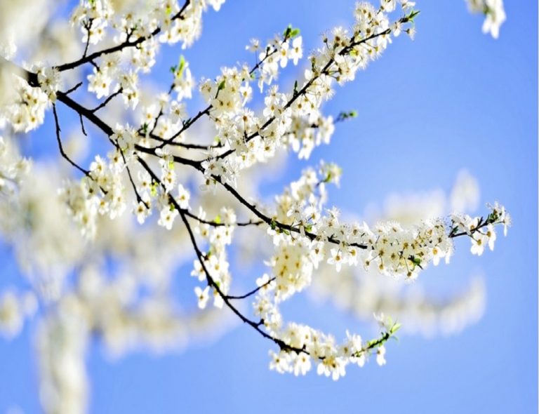 Meteo, 13 aprilie. Vreme caldă în București. Temperatura maximă ajunge la 21 de grade