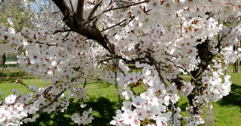 Meteo, 12 aprilie. Vreme predominant frumoasă, cu temperaturi plăcute