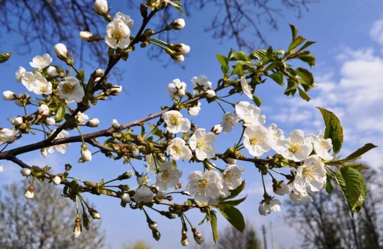 Meteo, 7 mai. Cum va fi vremea în Capitală. Până la cât ajung temperaturile