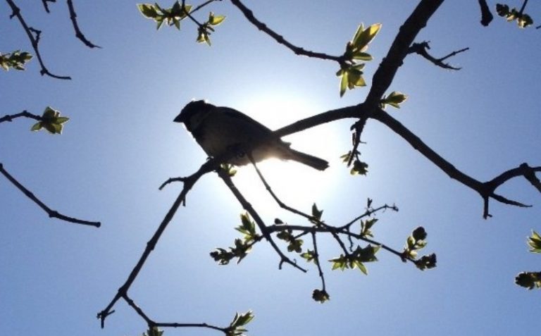 Meteo, 24 mai. Vreme caldă în Capitală. Până la cât vor ajunge temperaturile