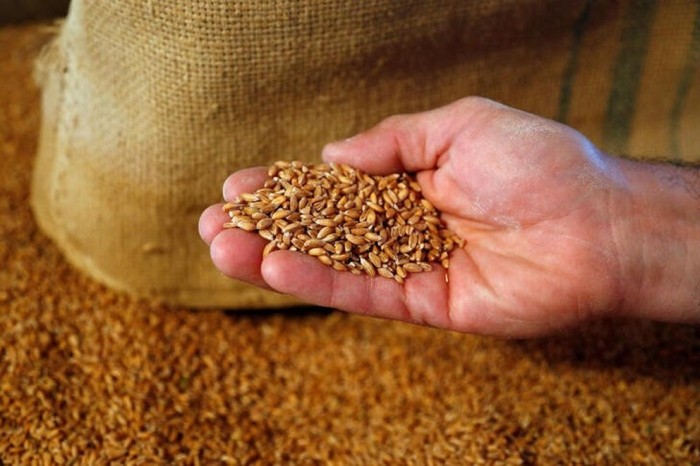 Agricultura ecologică, sapă de lemn: UE va ajunge să importe cereale