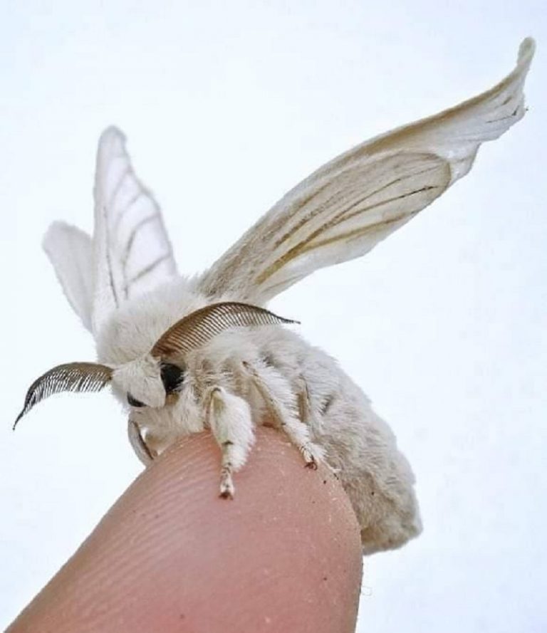 SUA schimbă numele unor insecte, „jignitoare și rasiste”
