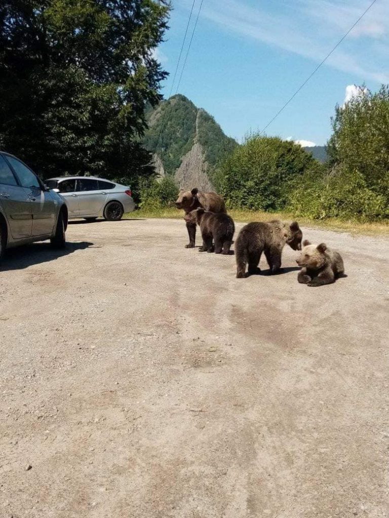 Bărbat amendat pentru că hrănea urșii. Unde s-a întâmplat totul și cât a fost sancțiunea