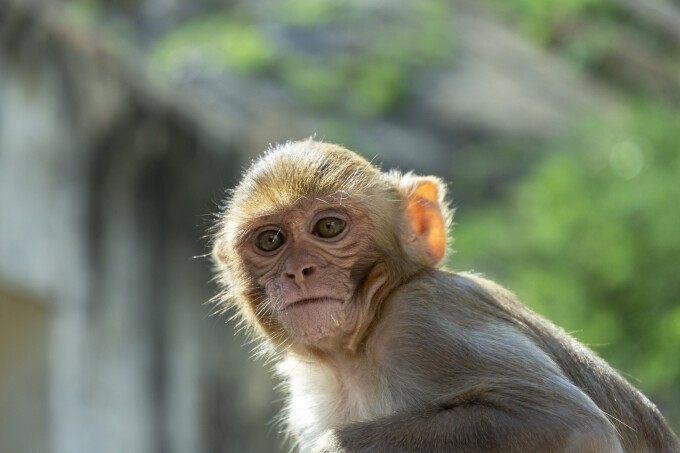 virusul Monkey B