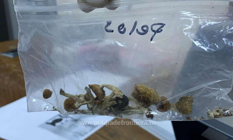 ”Pregătit” de petrecere, până înceapă UNTOLD/Prins cu ciuperci halucinogene în bagaj, în drumul către festival