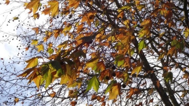 Meteo, 29 septembrie. Cum va fi vremea, miercuri, în Capitală