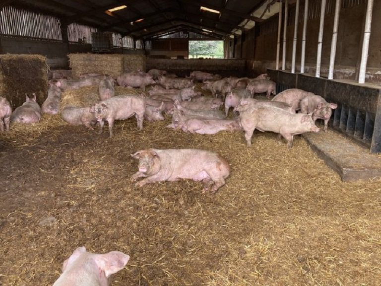 Marea Britanie. 100.000 de porci ar putea fi exterminați din lipsă de forță de muncă din Est