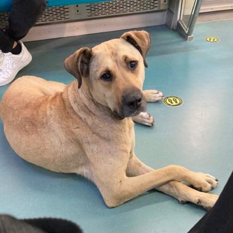 Un maidanez care folosește transportul public din Istanbul devine vedetă pe Twitter