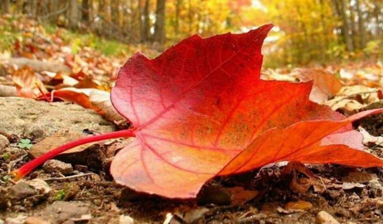 Meteo. Cum va fi vremea în prima zi din octombrie. Temperatura maximă în Capitală