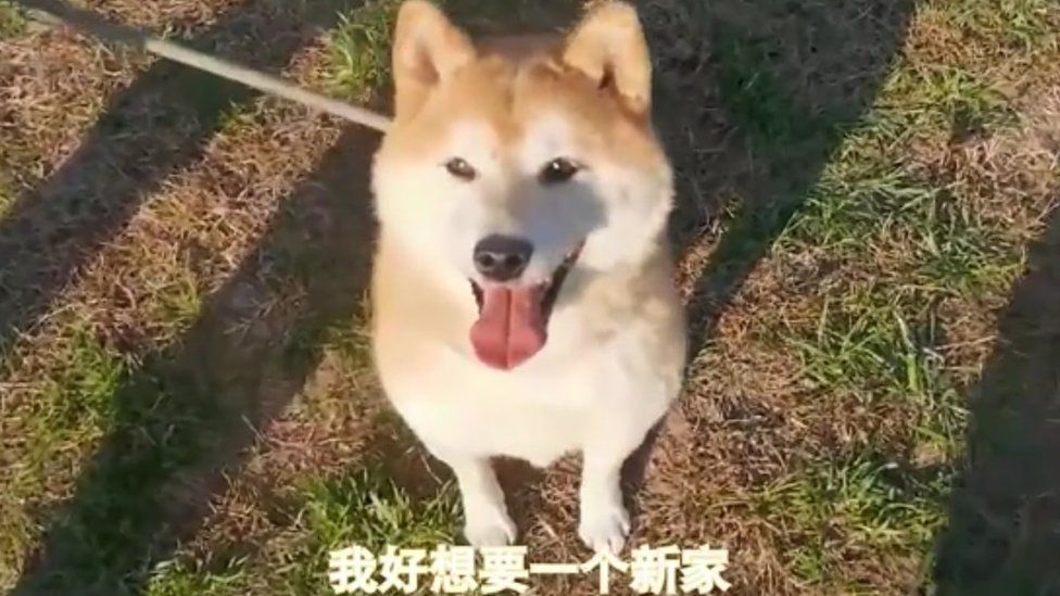 Shiba Inu