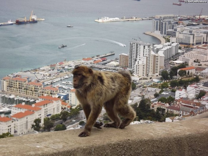 Fenomenul Gibraltar. Cum se infectează imunizații între ei