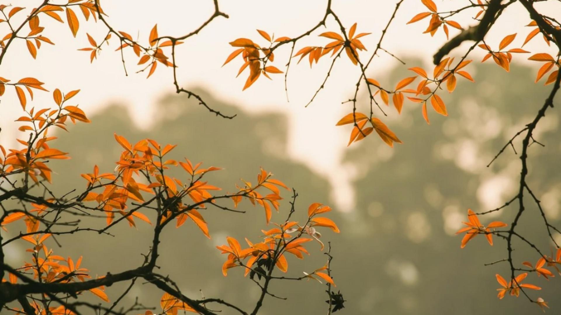 Meteo, 19 noiembrie. Ce vești sunt despre temperaturi. COD GALBEN de la ANM