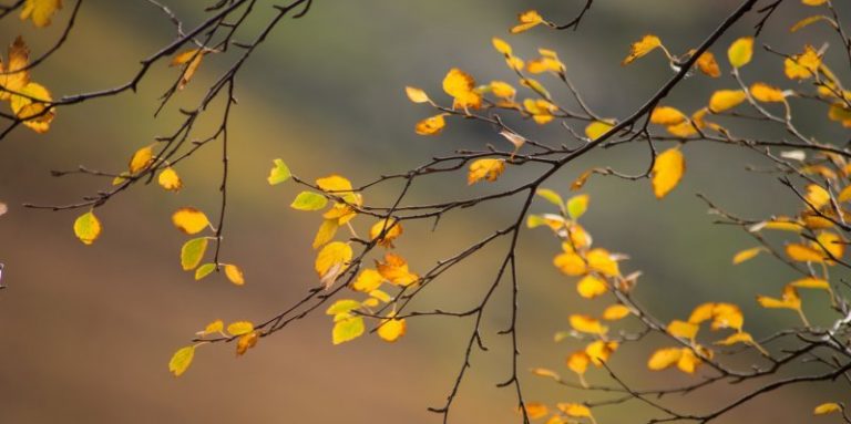 Meteo, 5 noiembrie. Cum va fi vremea, vineri, în Capitală. În ce zone ale țării sunt anunțate ploi
