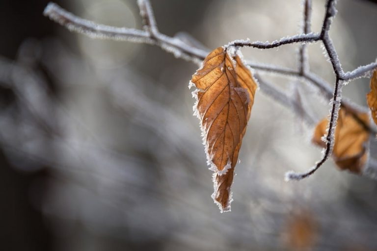 Meteo, 13 decembrie. Cum vor fi temperaturile în prima zi a săptămânii