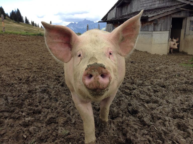 porc