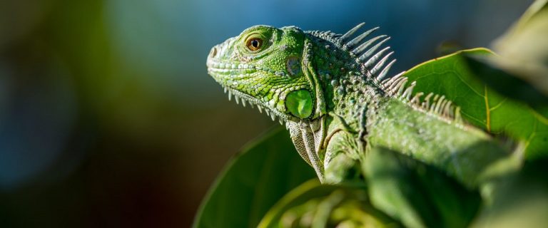 Florida, sub alertă: reptile înspăimântătoare cad din cer