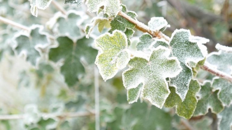 Meteo, 25 ianuarie. Încă o zi cu vreme rece. Temperatura maximă în Capitală