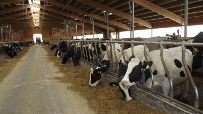 Crescătorii români de vaci, în pragul falimentului: „Multe ferme au dispărut, vom dispărea şi noi”