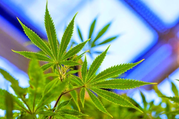 De la imobiliare la  marijuana:  o afacere de 136 milioane de dolari
