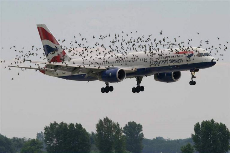 Covid-19 a triplat coliziunile dintre păsări și avioane