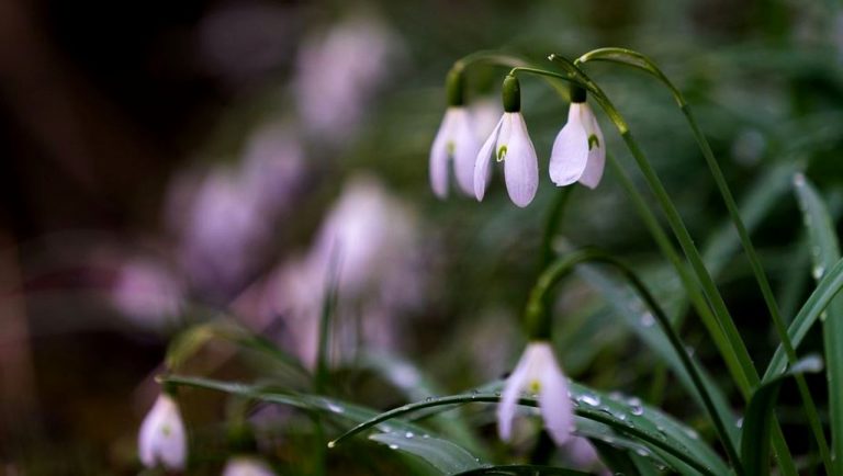 Meteo, 17 martie. Temperaturile mai scad în Capitală