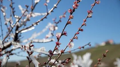 Prognoza meteo până pe 11 aprilie. Vești de la ANM despre temperaturile din următoarele săptămâni. Când vine cu adevărat primăvara!