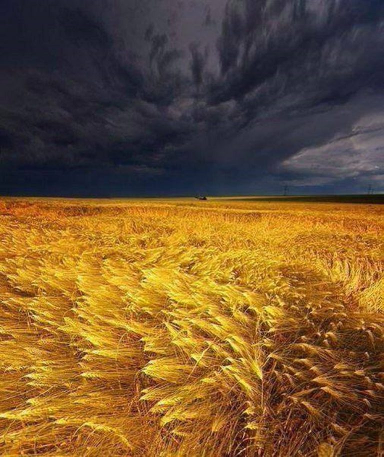 Războiul din Ucraina va aduce foamete în întreaga lume/Grâul devine muniție pentru Kiev și Moscova