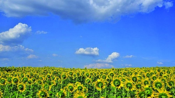 Uleiul de floarea- soarelului. Soarta a jumătate din comerțul mondial se joacă la granița cu România