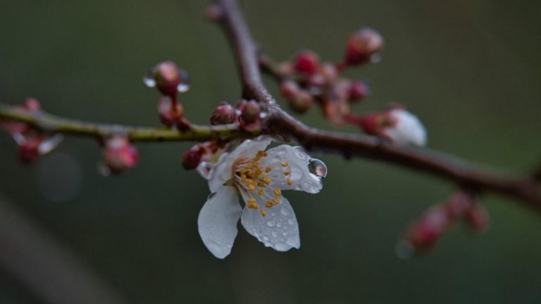 Meteo, 7 aprilie. Temperaturile, în scădere. Apar ploile