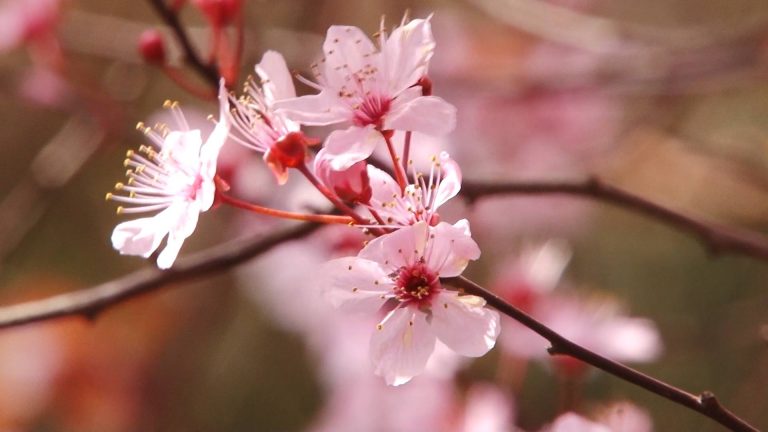Meteo, 15 aprilie. Vreme caldă. La ce valori ajung, vineri, temperaturile maxime