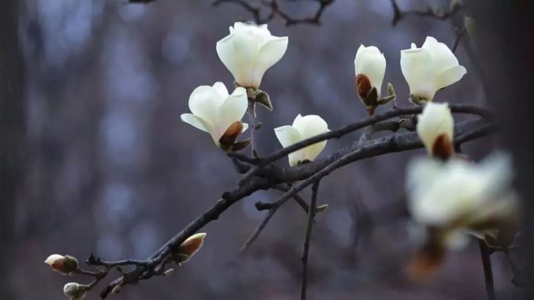 Meteo, 12 aprilie. Cum vor fi temperaturile în a doua zi a săptămânii