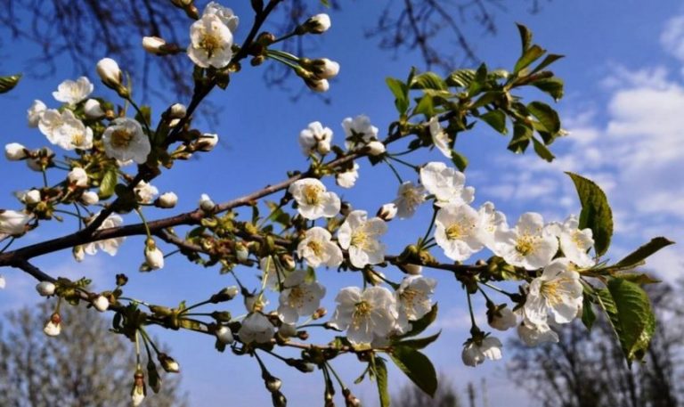 Meteo, 6 aprilie. Vremea se mai încălzește. La ce valori ajung temperaturile