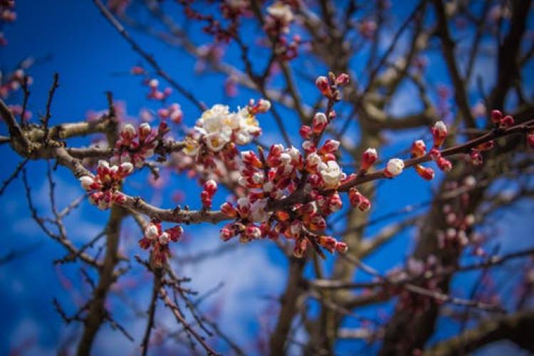 Meteo, 14 aprilie. Temperaturile mai cresc, în a patra zi săptămânii. Cum va fi vremea în Capitală