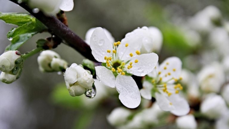 Meteo, 18 aprilie. Zi cu vreme friguroasă/Temperatura maximă în Capitală