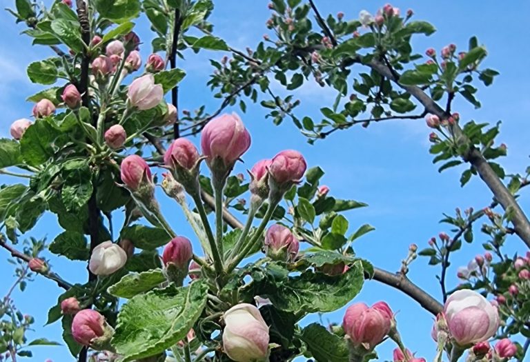 Meteo, 8 mai. Cum va fi vremea duminică. La ce valori ajung temperaturile maxime