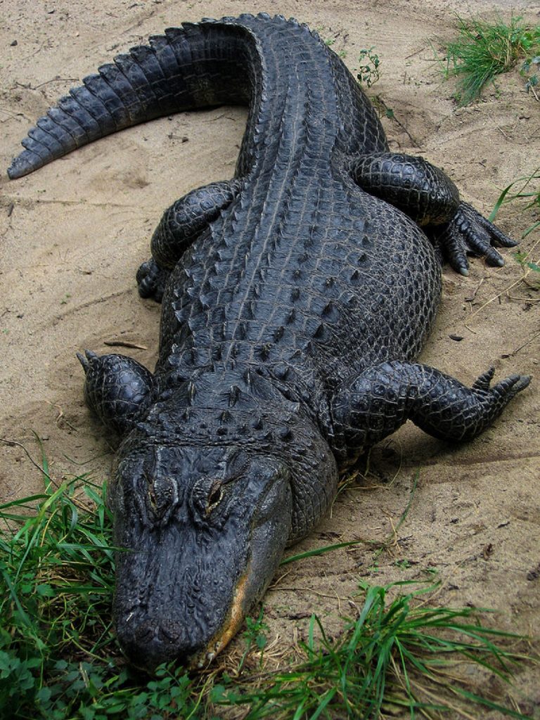 Făcută bucăți în fălcile reptilelor. Tragedie șocantă în Florida