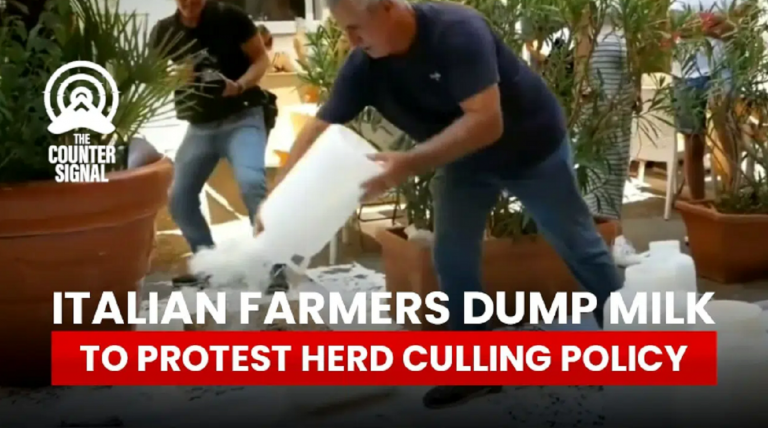Fermierii italieni aruncă laptele pe străzile din Napoli. „Acesta este sângele nostru”/ Statul le omoară mii de animale – VIDEO
