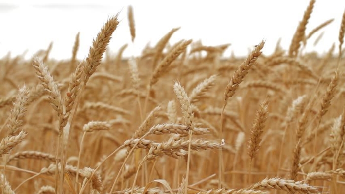 România riscă să rămână fără grâu. Toată producția pleacă la export