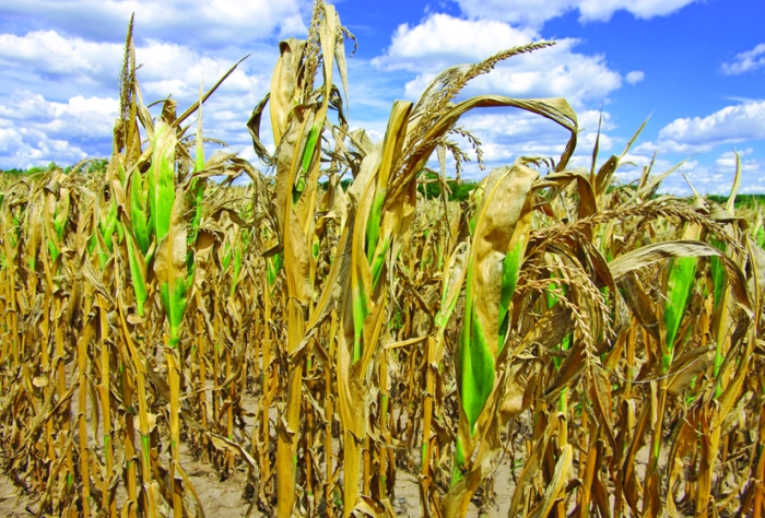 Fermierii au inventat „pâinea artificială”. Ce este sorg-ul, planta cultivată din greu în Africa şi care, acum, a ajuns şi la noi