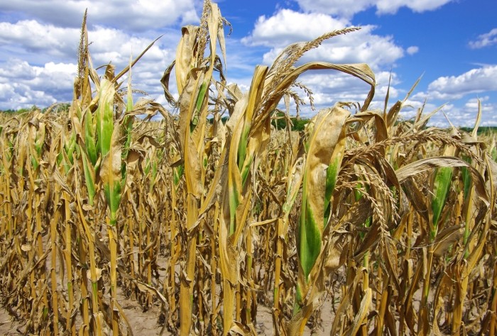 Dezastru cu culturile de porumb, din cauza secetei. Ministrul Agriculturii a venit, totuși, şi cu o veste bună