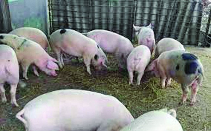 porci - Ziarul National